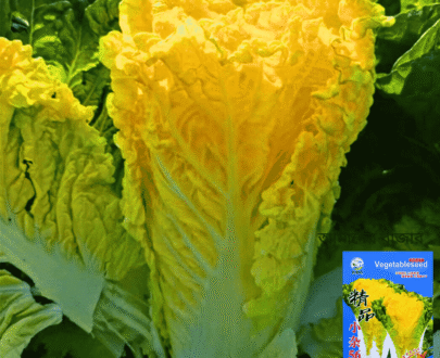 Chinese Cabbage