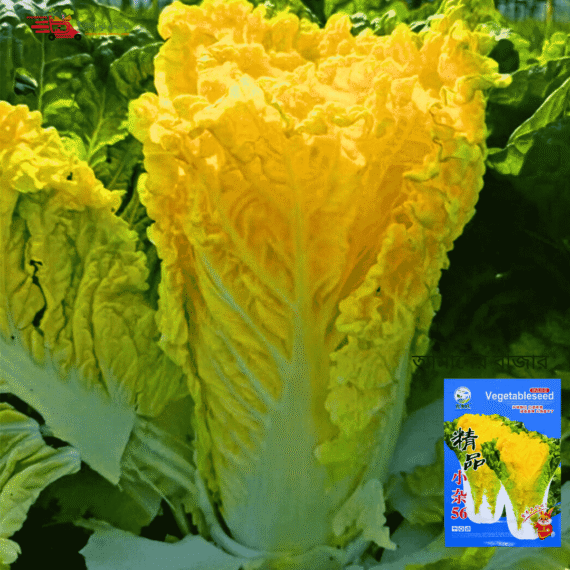 Chinese Cabbage