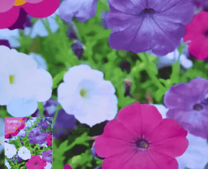 Morning Glory