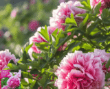 Peony
