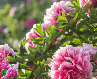 Peony