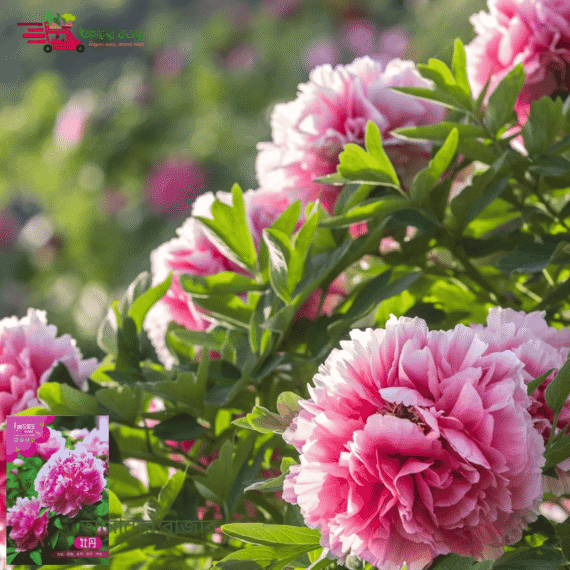 Peony