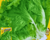 Glass Lettuce