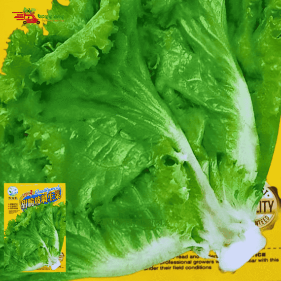 Glass Lettuce