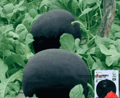 Seedless Black Skin Melon