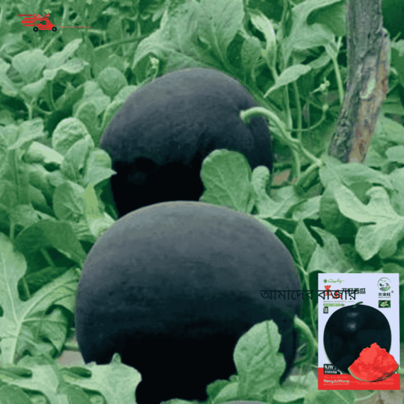 Seedless Black Skin Melon