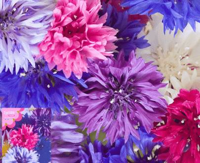 Cornflower