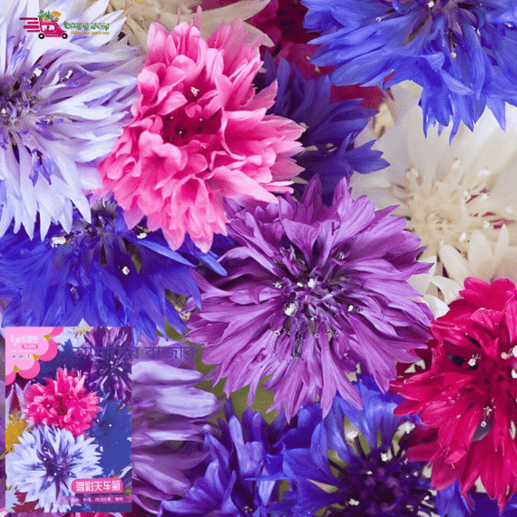 Cornflower