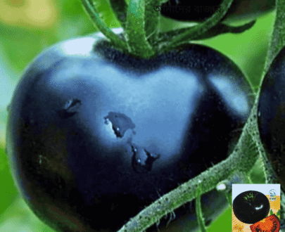 Black Tomato