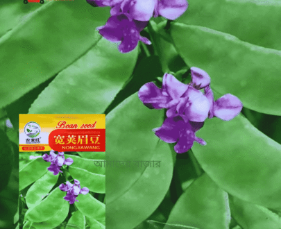 Green Bean Seed (সবুজ শিম