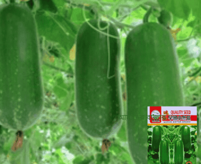 হাইব্রিড চালকুমড়া