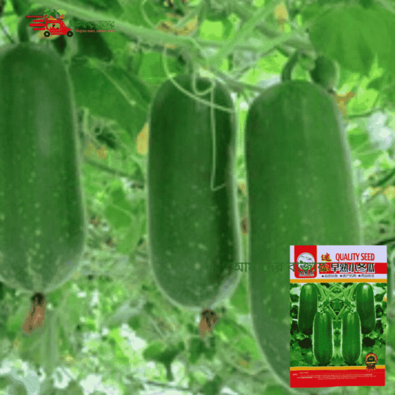 হাইব্রিড চালকুমড়া