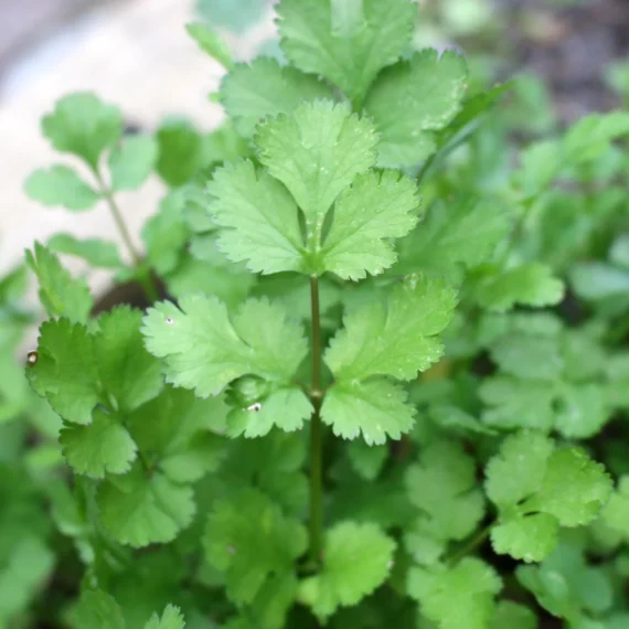 Fu Shun De ব্র্যান্ডের Australian Big Leaf Coriander Seed-"উচ্চমানের ধনেপাতা বীজ 🌿 বড় পাতা ও সুগন্ধযুক্ত | দ্রুত বৃদ্ধি ও সারা বছর চাহিদাসম্পন্ন" - Image 2