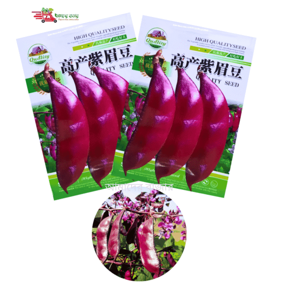 Purple Bean Seed বেগুনি শিম