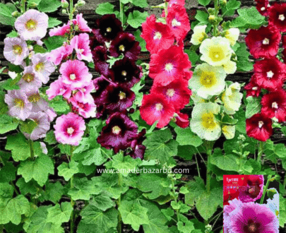 Hollyhock – হলিহক ফুল