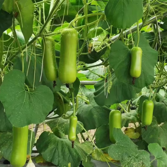 Short Bottle Gourd – ছোট লাউ (বিশুদ্ধ ৩৫ বীজ) দ্রুত ফলনশীল ও উচ্চ উৎপাদনক্ষম। নরম, সুস্বাদু ও পুষ্টিগুণে ভরপুর। প্রতিটি গিঁটে গিঁটে লাউ ধরে। সহজে চাষযোগ্য ও রোগ প্রতিরোধ ক্ষমতাসম্পন্ন। - Image 2
