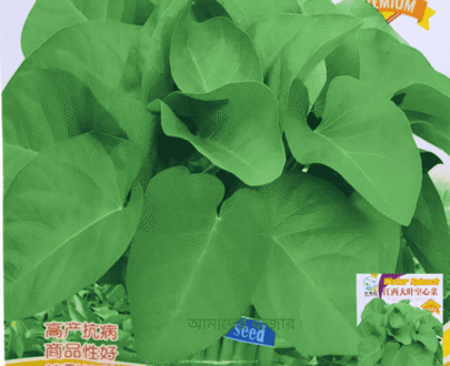 Large Leaf Water Spinach