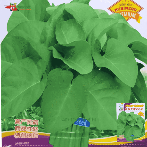 Large Leaf Water Spinach