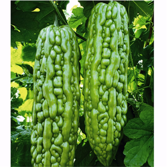ইমপোর্টকৃত Long Green Skin Bitter Gourd – সবুজচামড়া করলা (বিশুদ্ধ ২৫ বীজ) উচ্চ ফলনশীল- দ্রুত বৃদ্ধি ও  বড় আকর্ষণীয় ফল। শরীর ঠাণ্ডা ও রক্ত পরিশোধন- রোগ প্রতিরোধে সহায়ক। প্রতিটা করলা গড় ওজন ২৫০ – ৫৫০ গ্রাম। - Image 2