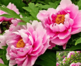 Peony – পিওনি ফুল