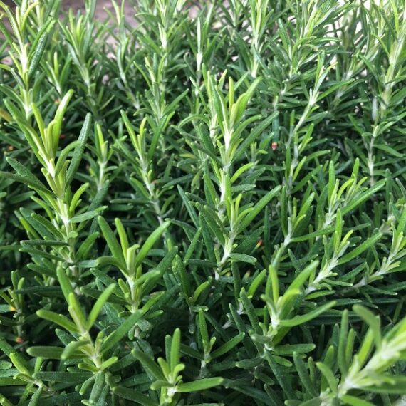 বিদেশী Rosemary - রোজমেরি | বিশুদ্ধ F1 হাইব্রিড বীজ (১০০টি) 🌿 মিষ্টি সুগন্ধ ও ঔষধিগুণে ভরপুর🌿 রান্না, চুলের যত্ন, মশা তাড়ানো ও বাতাস বিশুদ্ধ রাখতে অসাধারণ🌿 - Image 2