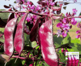 চায়নিজ Red Eyebrow Beans