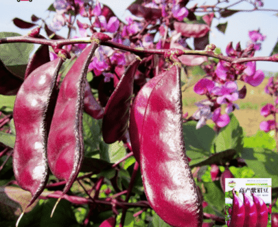 চায়নিজ Red Eyebrow Beans