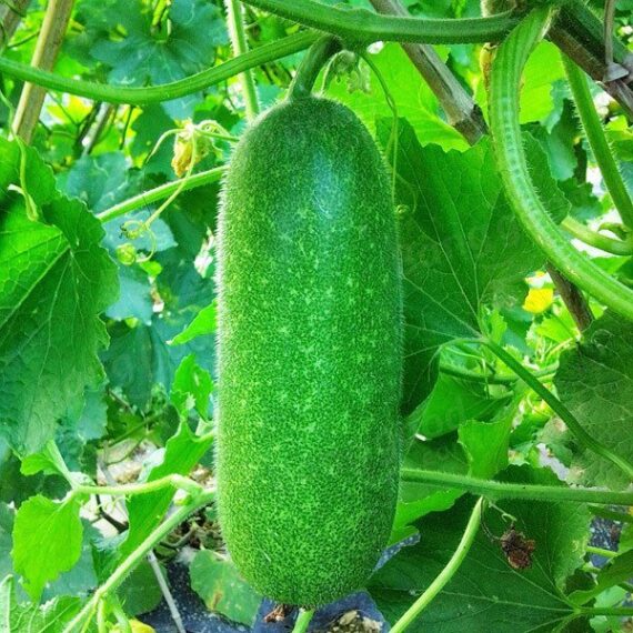 🥒 চাইনিজ হাইব্রিড চালকুমড়া 🥒প্রারম্ভিক ও উচ্চ ফলনশীল সবজি। খেতে সুস্বাদু, সহজ হজমযোগ্য ও শরীর ঠান্ডা রাখে। গরম ও শীত উভয় মৌসুমেই উপযোগী। বাজারে বিক্রয়ের জন্য অত্যন্ত চাহিদাসম্পন্ন। - Image 2