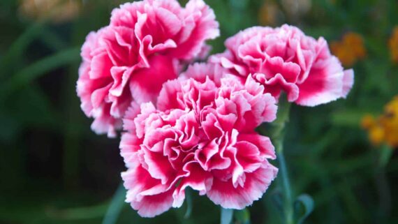 🌸 Carnation - কার্নেশন ফুল (প্রায় ৪০০ বীজ ) মিশ্র রঙ – গোলাপি, লাল, সাদা, বেগুনি, হলুদ🌸 মিষ্টি ও মৃদু লবঙ্গের মতো সুগন্ধ 🌸 বহুদিন ধরে ফোটা, সুগন্ধি ও রোমান্টিক কাটা ফুল 🌸 মিশ্র রঙের ঢেউ খেলানো স্তরযুক্ত পাপড়ি। - Image 2