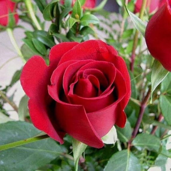 🌹 Rose -গোলাপ (প্রায় ১০০টি) 🌹হাইব্রিড ডেকোরেটিভ এবং ফুলের রানী 🌹 প্রেম, পবিত্রতা ও রোমান্সের প্রতীক🌹 ঘন পাপড়ি, সুগন্ধি, গভীর লাল ফুল🌹 ঔষধি গুণের জন্য বিশ্বজুড়ে সমাদৃত। - Image 2