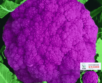 🥦চায়নিজ Purple Cauliflower বেগুনি ফুলকপি (আনুমানিক ৪০০ বীজ) উচ্চ ফলনশীল ও দ্রুত বর্ধনশীল🚀আকর্ষণীয় বেগুনি রঙ🎨পুষ্টিগুণে ভরপুর💪প্রতিটি ফুলকপির ওজন প্রায় ১.৫ কেজি🥦 বাজারে উচ্চ চাহিদা ও লাভজনক ফসল💼