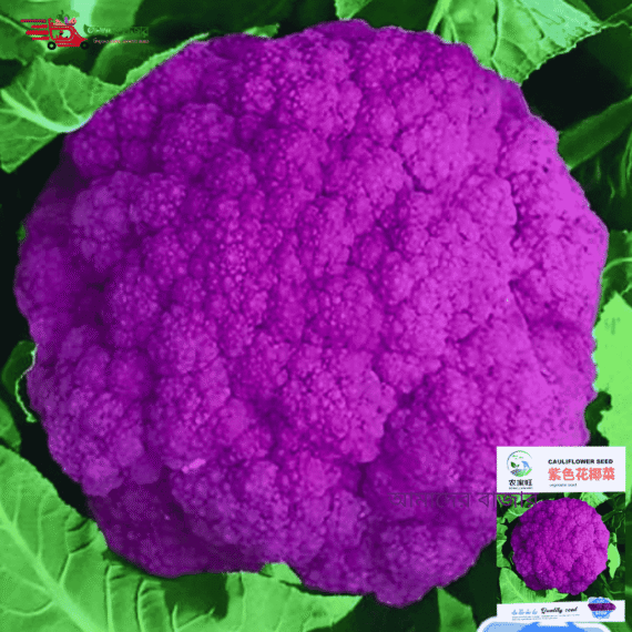 🥦চায়নিজ Purple Cauliflower বেগুনি ফুলকপি (আনুমানিক ৪০০ বীজ) উচ্চ ফলনশীল ও দ্রুত বর্ধনশীল🚀আকর্ষণীয় বেগুনি রঙ🎨পুষ্টিগুণে ভরপুর💪প্রতিটি ফুলকপির ওজন প্রায় ১.৫ কেজি🥦 বাজারে উচ্চ চাহিদা ও লাভজনক ফসল💼