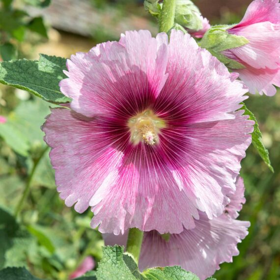 🌸 Hollyhock - হলিহক ফুল (বীজ (প্রায় ১৫০টি) – গোলাপি, লাল, সাদা, হলুদ, বেগুনি রঙের মিশ্রণ। ঢেউ খেলানো বাহারী পাপড়ি। দীর্ঘ সময় ফোটা দৃষ্টিনন্দন ফুল। - Image 2