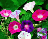 Morning Glory – প্রভাত জ্যোতি/ভোরের রানী