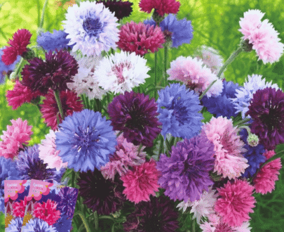 Cornflower – বর্ণিল তিয়ানচে/চীনাবাহার ফুল
