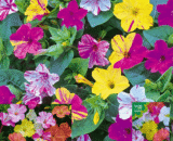 Mirabilis Jalapa – সন্ধ্যামালতী