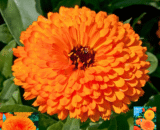 Calendula