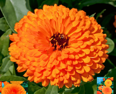 Calendula