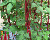 চায়নিজ Red Long Yardlong Bean – লম্বা লাল বরবটি