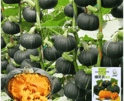 Japanese Pumpkin (জাপানি কুমড়া)