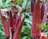 চায়নিজ Red Okra
