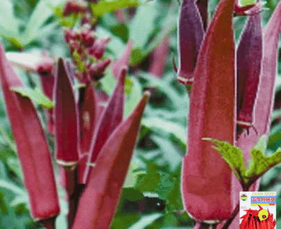 চায়নিজ Red Okra