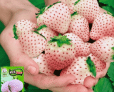 Cream White Strawberry
