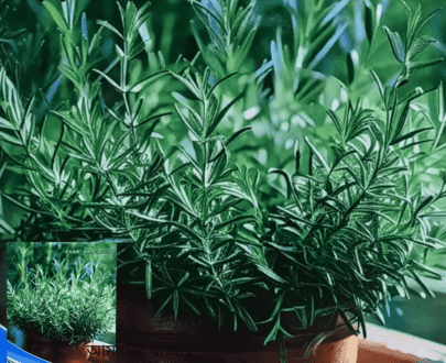Rosemary