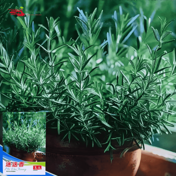 Rosemary