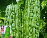 Long Green Skin Bitter Gourd