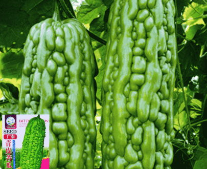 Long Green Skin Bitter Gourd