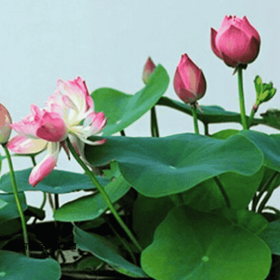 🌸Lotus- পদ্ম ফুল (বিশুদ্ধ ৫টি বীজ) এটি জলজ বহুবর্ষজীবী। 🌸 অমলিন সৌন্দর্য ও মিষ্টি সুবাস🌸 শত বছর পরেও অঙ্কুরিত বীজ 🌸 ফুল সাদা বা হালকা লালচে, ধীরে ফোটা দৃষ্টিনন্দন পাপড়ি - Image 2