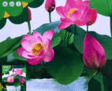 Lotus