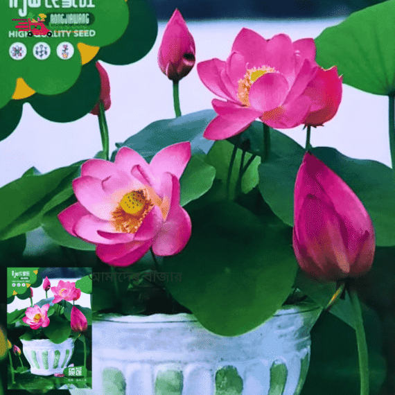 Lotus